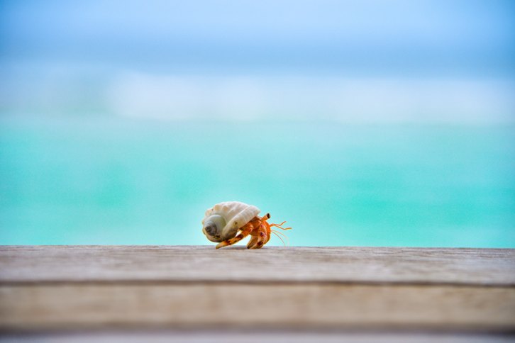 Paguro delle Maldive