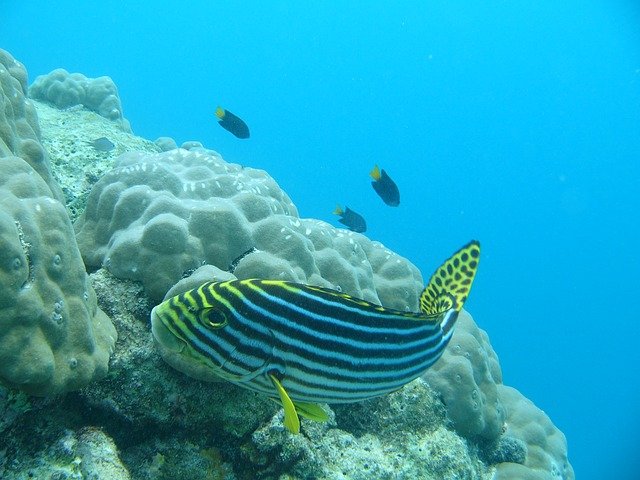 barriera corallina Maldive